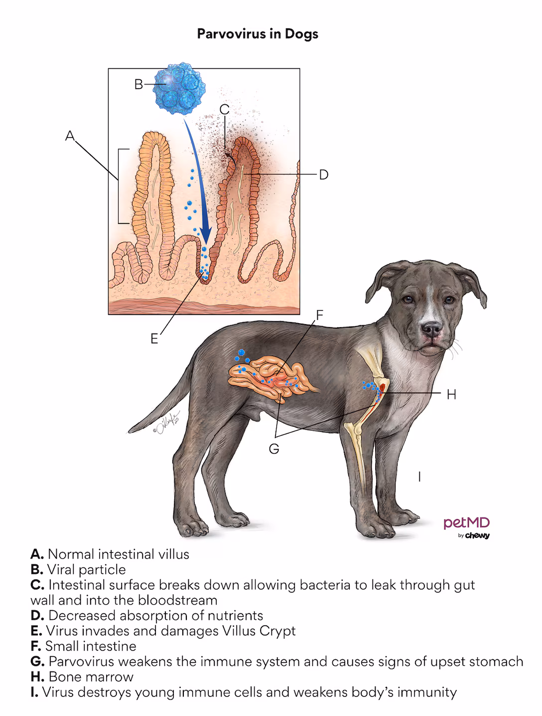 <p>Parvoviral enteritis classic patient</p>