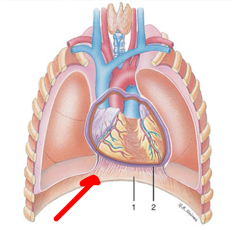 <p>Identify the organ/muscle the red arrow it pointing to.</p>
