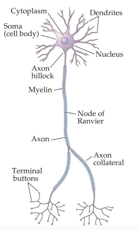 <p>cell body; contains nucleus and other organelles</p>