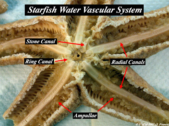 <p>generally acts as a pathway for distributing nutrients, water, or waste</p>