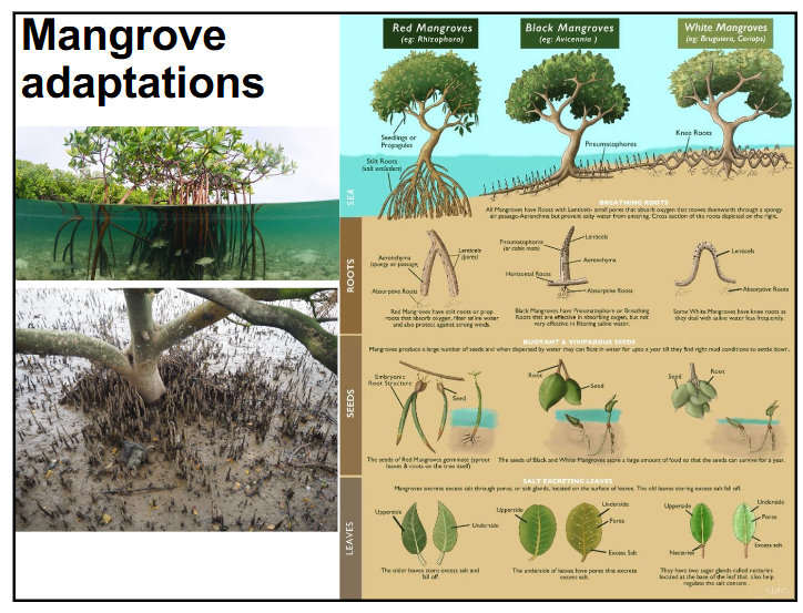 <p>describe mangroves and mangrove adaptations</p>