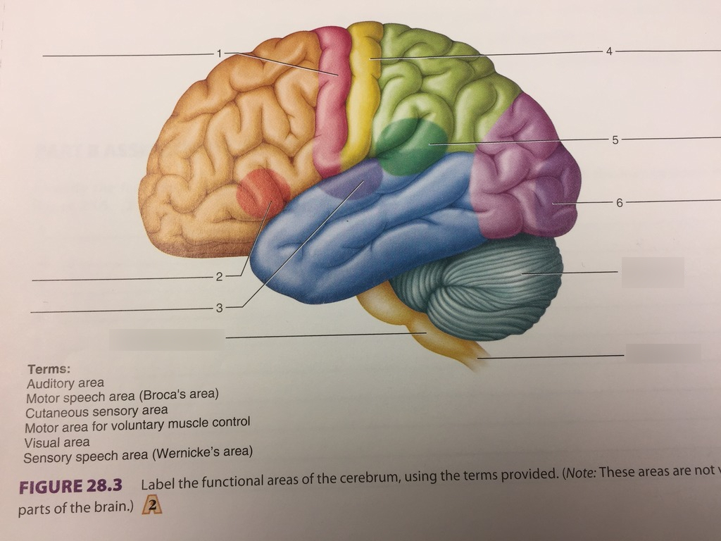 <p>Base of the brain </p><p>The purple bit </p>
