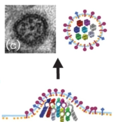 <p><strong>De 8 segmenten sorteren (Dia 3)</strong></p><ul><li><p><strong>Het selectieprobleem:</strong> Een influenzavirus is pas functioneel als hij van álle 8 unieke RNA-fragmenten exact één kopie heeft.</p></li><li><p><strong>Dual targeting:</strong> Elk segment heeft een universele regio (<strong>conserved region</strong>) én een unieke code (<strong>specific sequence</strong>). Hierdoor herkennen de 8 fragmenten elkaar, haken ze in een vaste cirkel van 1+7 in elkaar (zie de elektronenmicroscoopfoto en het gekleurde diagram), en worden ze als één complete set van 8 ingepakt.</p></li><li><p><strong>Celsterfte:</strong> De gastheercel produceert een tijdlang non-stop virussen totdat de cel volledig uitgeput raakt en sterft (<strong>necrosis</strong>).</p></li></ul><p></p>