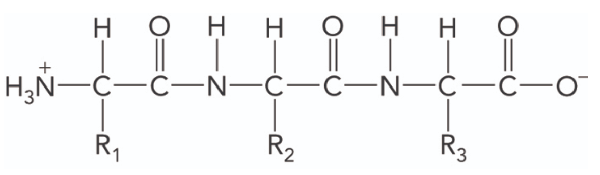 <p>Within this molecule, identify the amount of peptide bonds and amino acids. Which bimolecular class does this structure belong to? </p>