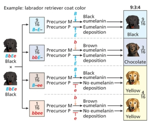 <p>9;3;4, homozygous recessive alleles mask the phenotypic expression of alleles at a second locus</p>