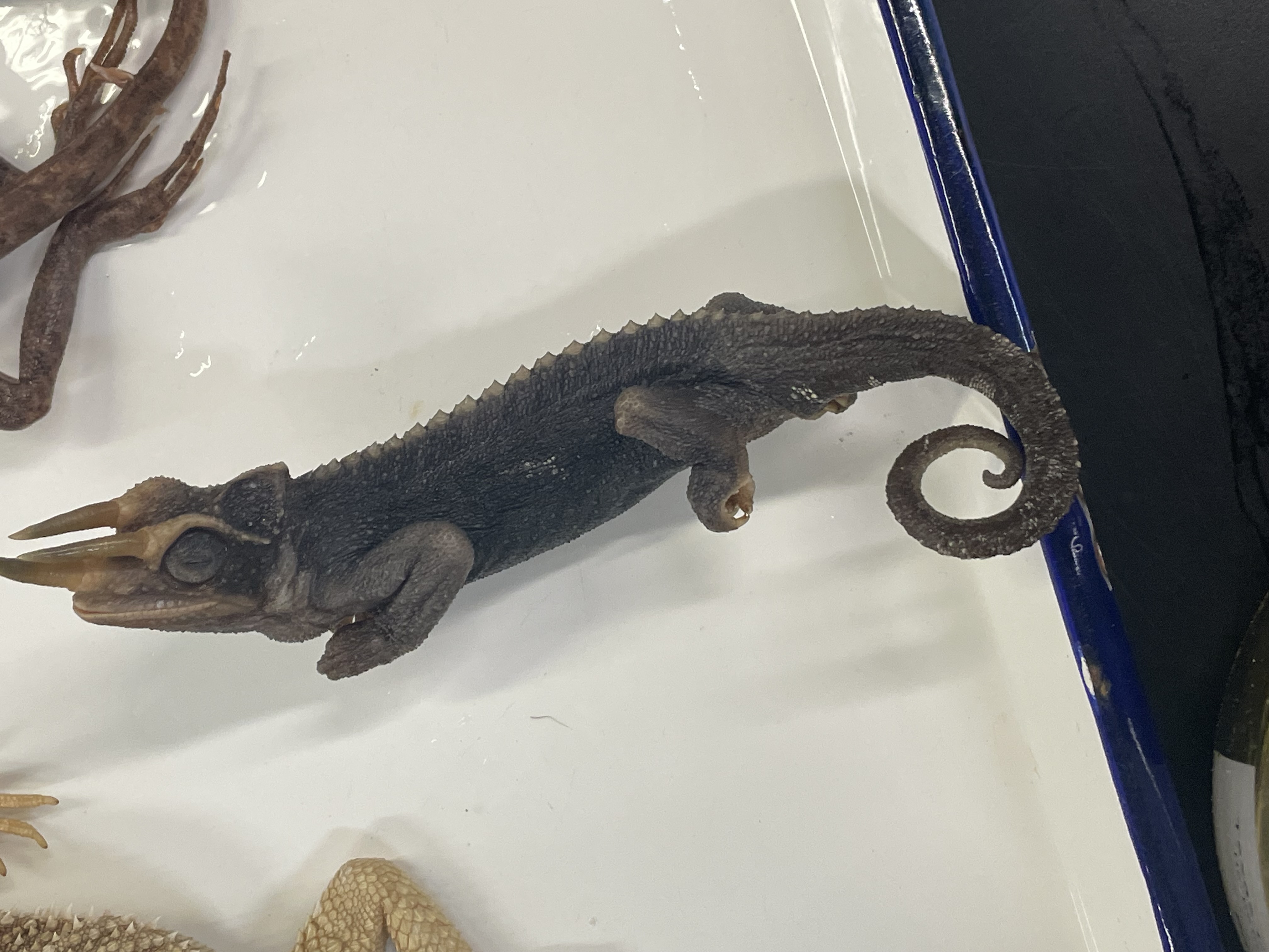 <p>Genus and species</p>