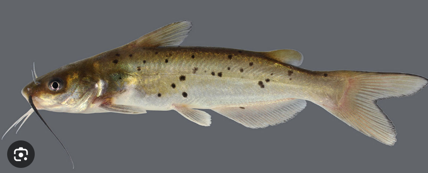 <p>Channel catfish </p>