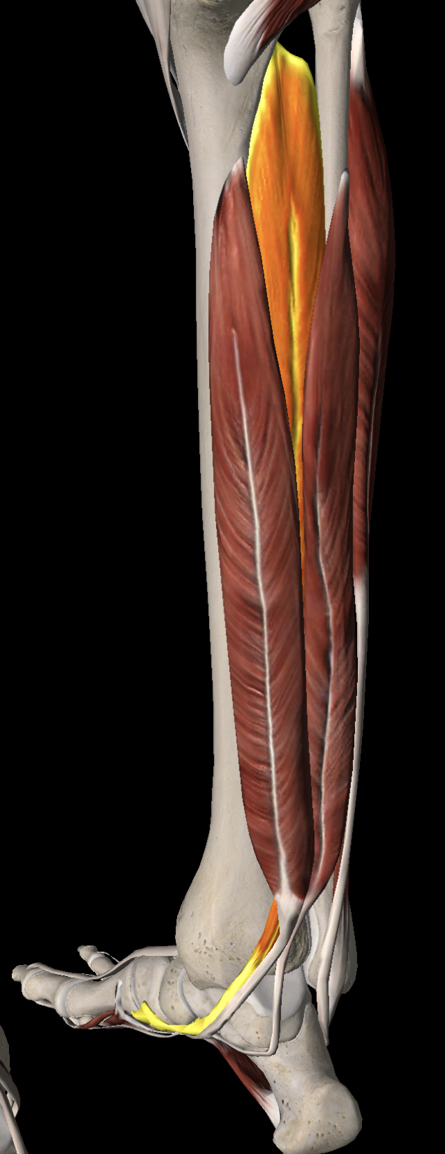<p>What muscle is this and what does it do?</p>