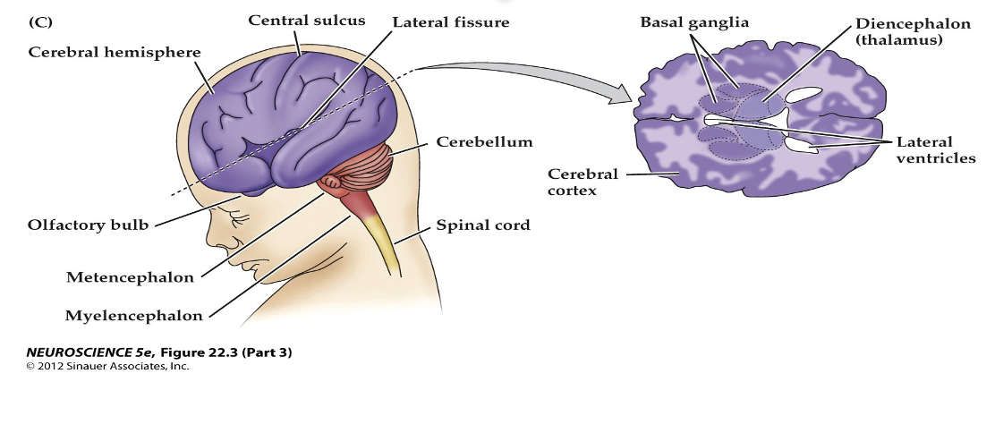 <p><span><strong>Figure 22.3&nbsp; Regional specification of the developing brain (Part 3)</strong></span></p>