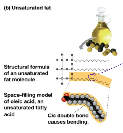 <ul><li><p>Found primarily in fish and plant fats</p></li><li><p>Liquid at room temperature</p></li><li><p>Not fully hydrogenated</p><ul><li><p>Contains double bonds</p><ul><li><p>Has a “kink” in the structure</p></li></ul></li></ul></li></ul><p></p>