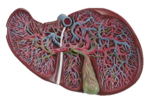 <p>Bile duct</p>