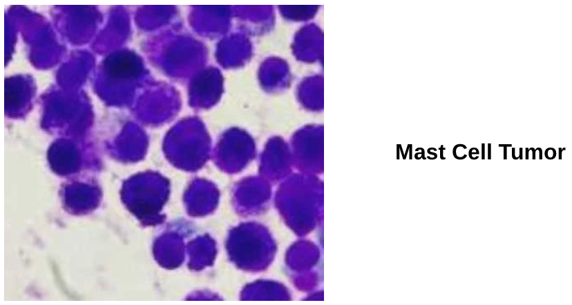 <p>Neoplasia/ Neoplastic Disease:C.S</p>