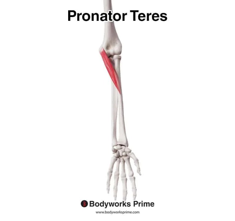 <p>pronator teres origin</p>