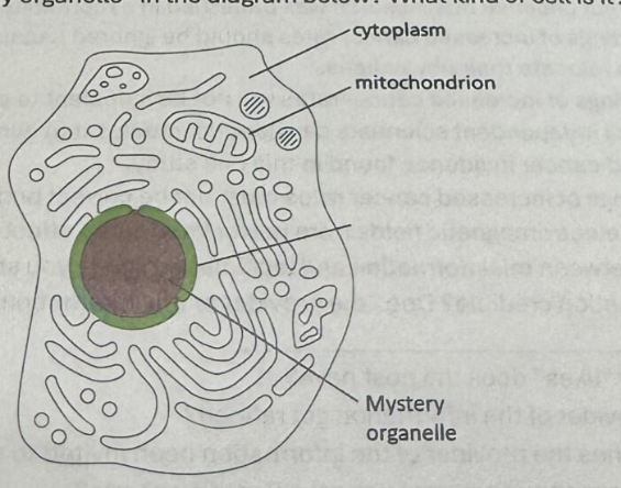 <p>Which organelle is the mystery organelle in the diagram below? WHat kind of cell is it?</p>