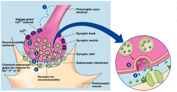 <ol><li><p>AP propagation in presynaptic neuron</p></li><li><p>Ca+ entry into synaptic knob (terminal button?)</p></li><li><p>Release of neurotransmitter by exocytosis</p></li><li><p>Binding of neurotransmitter to postsynaptic receptor</p></li><li><p>Opening of specific ion channels in subsynaptic membrane</p></li></ol><p></p>