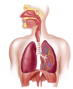<ul><li><p>Organs found in the head, neck, and thoracic cavity:</p><ul><li><p>Blood vessels = Pulmonary circuit</p></li><li><p>Thoracic Cage (Protection)</p><ul><li><p>Bones and cartilage</p></li><li><p>Respiratory muscles</p></li></ul></li><li><p>Pleura</p><ul><li><p>Surface membrane of the lungs and the inside of the thoracic cage</p></li></ul></li><li><p>Lungs</p><ul><li><p>Spongy, paired organ</p></li><li><p>Within boundaries of rib cage and diaphragm</p></li></ul></li><li><p>Airways</p><ul><li><p>Hollow passages that collectively transport gases</p></li></ul></li></ul></li></ul><p></p>