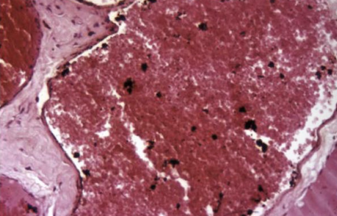 <p>ID pigment</p>