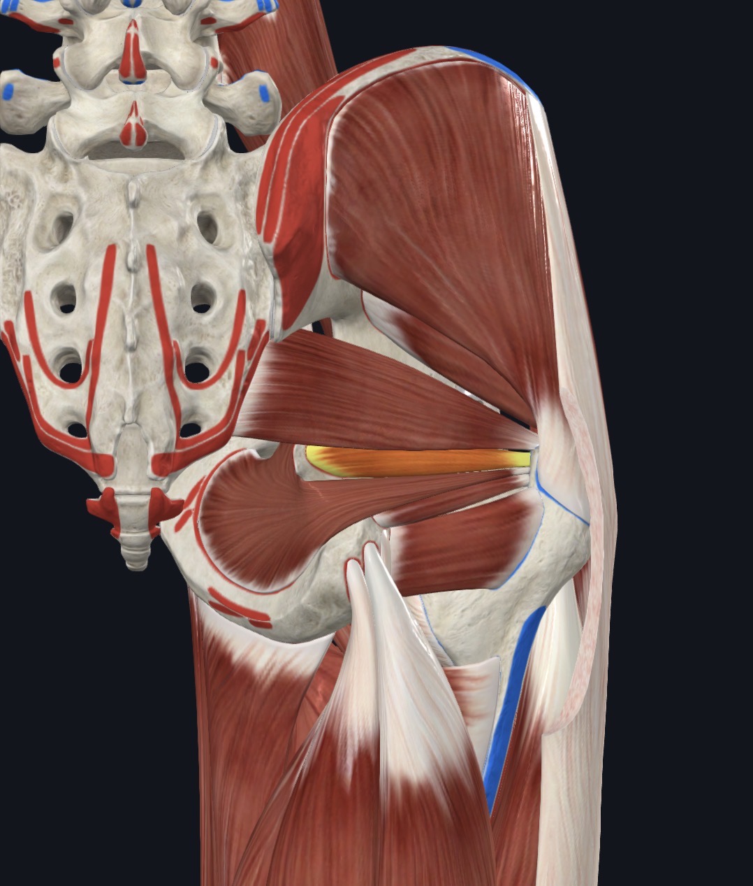 <p>Deep Gluteal Region</p>