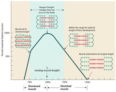 <p>It refers to the optimal length of muscle fibers for maximum force generation.</p>
