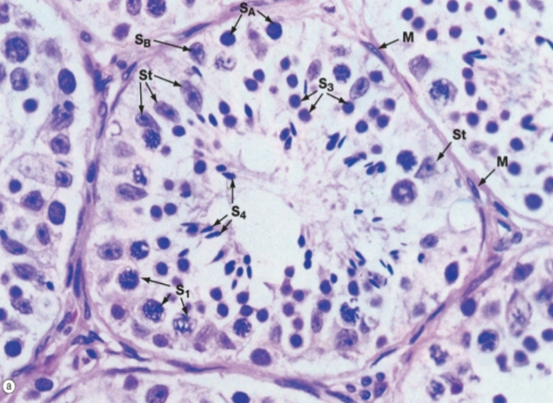 <p>What cells are present here?</p>