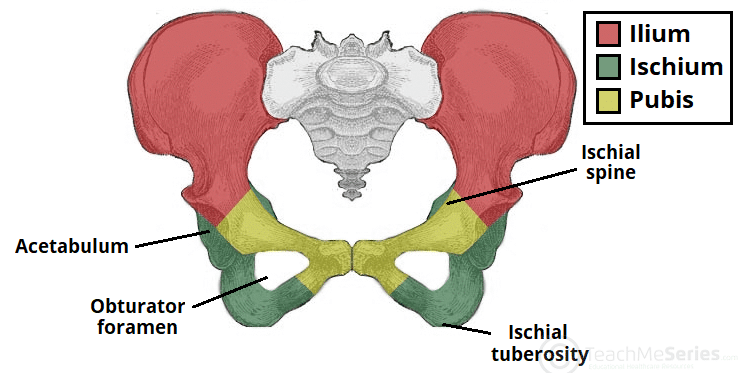 <ol><li><p>ischial tuberosity: origin of the hamstrings and attachment site for the sacrotuberous ligament. you sit on this bony feature</p></li><li><p>ischial spine: sacrospinous ligament attaches to it</p></li></ol><p></p>
