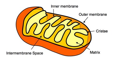 <p>enclosed by inner membrane</p>