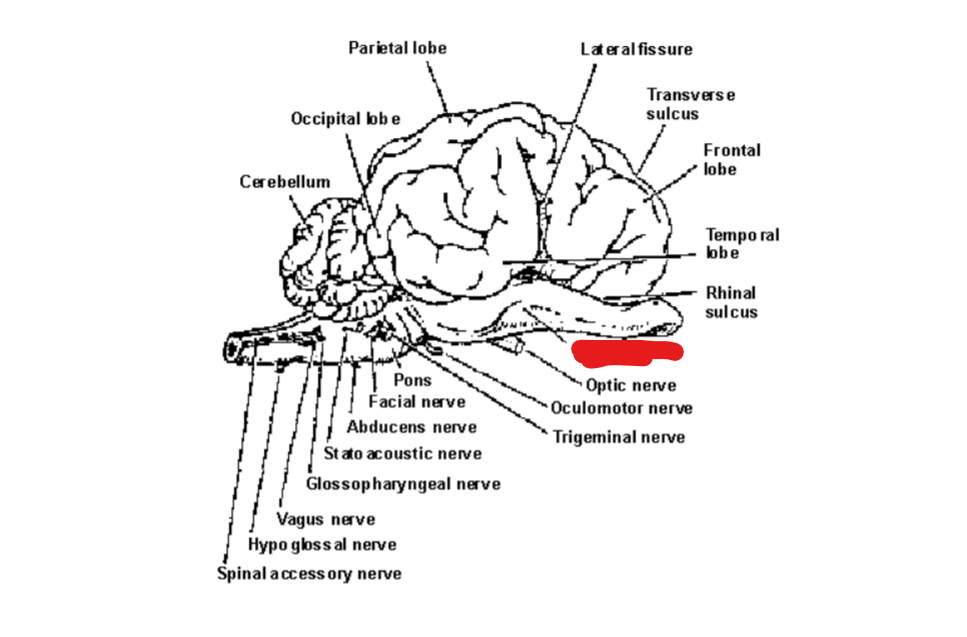 <p>Lateral View: Structure?</p>