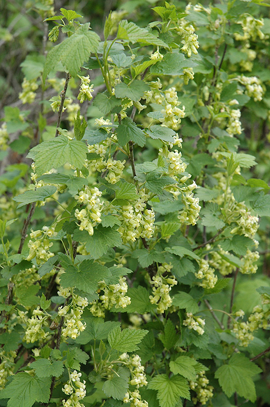 <p>What Plant is This?</p>