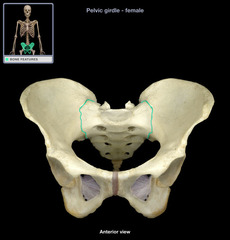 <p>the joint between the sacrum and the ilium</p>
