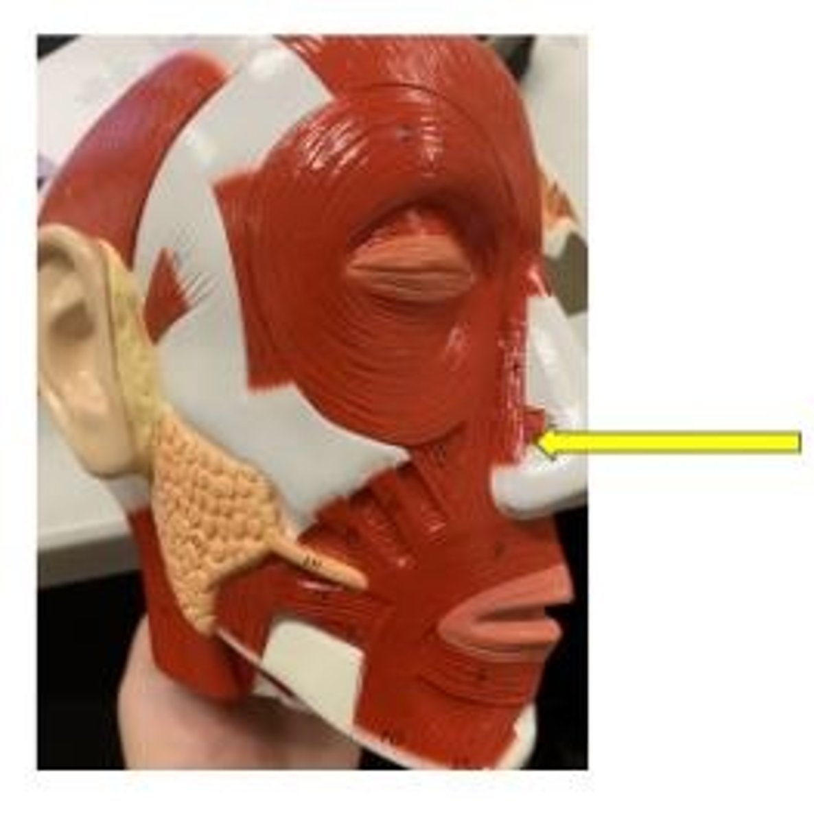 <p>widens nostrils</p>