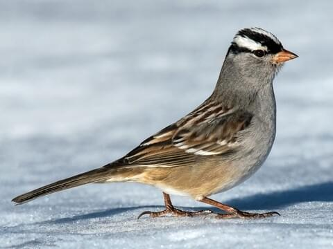 <p>White-Crowned Sparrow (WCSP) song</p>
