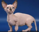 <p>welk type kat is dit</p>