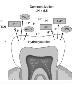 <p>Enamel is hard cuz it contains a lot of … (Ca10(PO4)6(OH)2)</p>