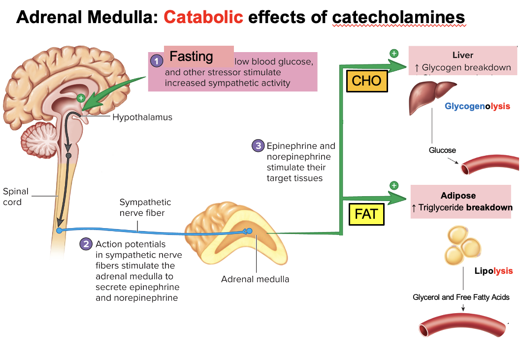 <p>Epinephrine targets:</p><ul><li><p><strong>Liver (hepatocytes)</strong> → ↑ glycogenolysis → ↑ glucose release (CHO)</p></li><li><p><strong>Adipose tissue (adipocytes)</strong> → ↑ lipolysis → ↑ free fatty acids + glycerol (FAT)</p></li></ul><p>→ Overall: <strong>catabolic effects to increase energy availability during stress/exercise</strong></p>