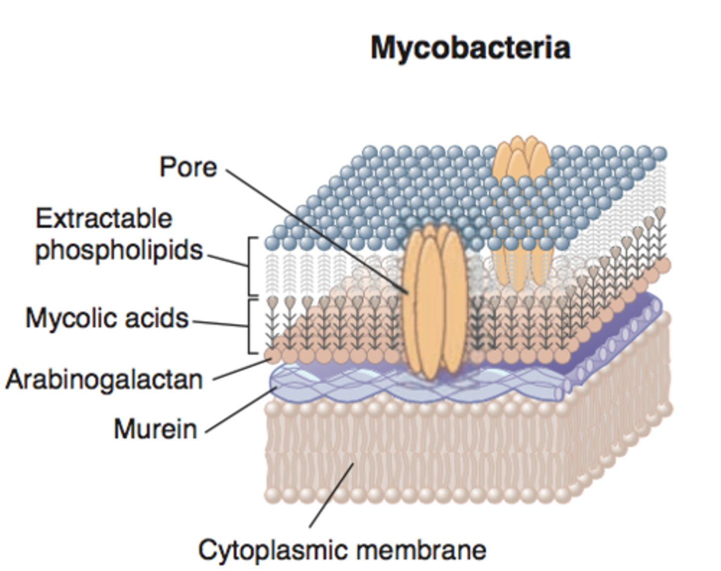 <p>A waxy lipid found in acid-fast bacterial cell walls.</p>