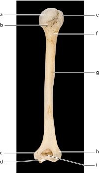 <p>Identify the bone feature labeled “c.”</p><p>a. greater tubercle</p><p>b. head</p><p>c. medial epicondyle</p><p>d. anatomical neck</p>