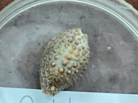 <p><strong>FILO<br>CLASE</strong><br><strong>SUBCLASE</strong><br><strong>ORDEN</strong><br><strong>FAMILIA</strong><br><strong>GÉNERO</strong><br><strong>NOMBRE COMÚN<br>CARACTERÍSTICAS</strong><br><strong>RÁDULA<br>ALIMENTACIÓN <br>HÁBITAT</strong></p>