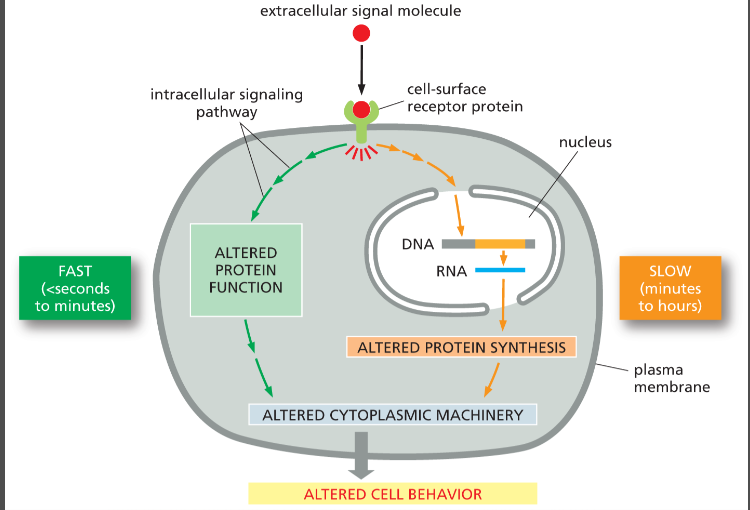 <p>Takes hours because it involves <strong>changes in gene expression</strong> and making new proteins.</p>