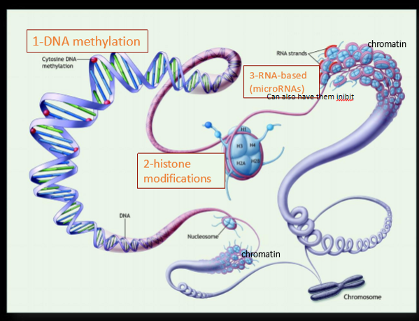 <p>reason we see these changes. process by which phenotypic trait variations that are caused by external or environmental factors result in functionally relevant changes to the genome that do not involve a change i n the nucleotide sequence: DNA methylation → histone modifications</p>