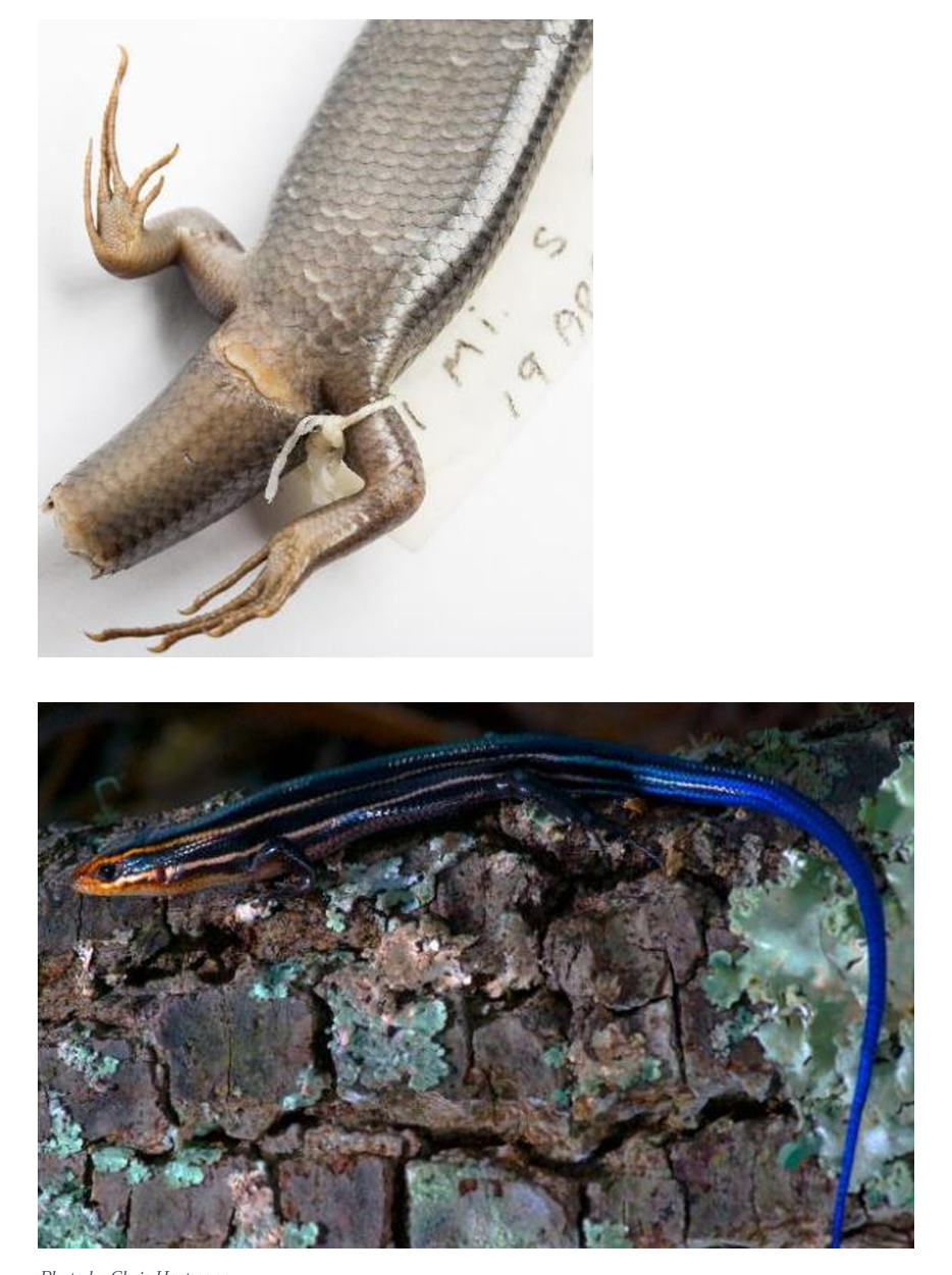 <p>Southeastern Five-lined Skink family & family name</p>