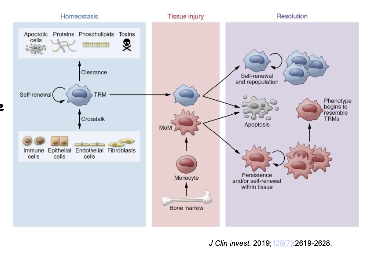 <p><span>Macrophages are essential for resolving inflammation by transitioning from a pro-inflammatory () to an anti-inflammatory/pro-resolving () phenotype, facilitating the shift from acute injury to repair. They clear apoptotic neutrophils (efferocytosis), produce pro-resolving lipid mediators (e.g., resolvins, protectins), and release growth factors that stimulate tissue remodeling and return the microenvironment to homeostasis</span></p>