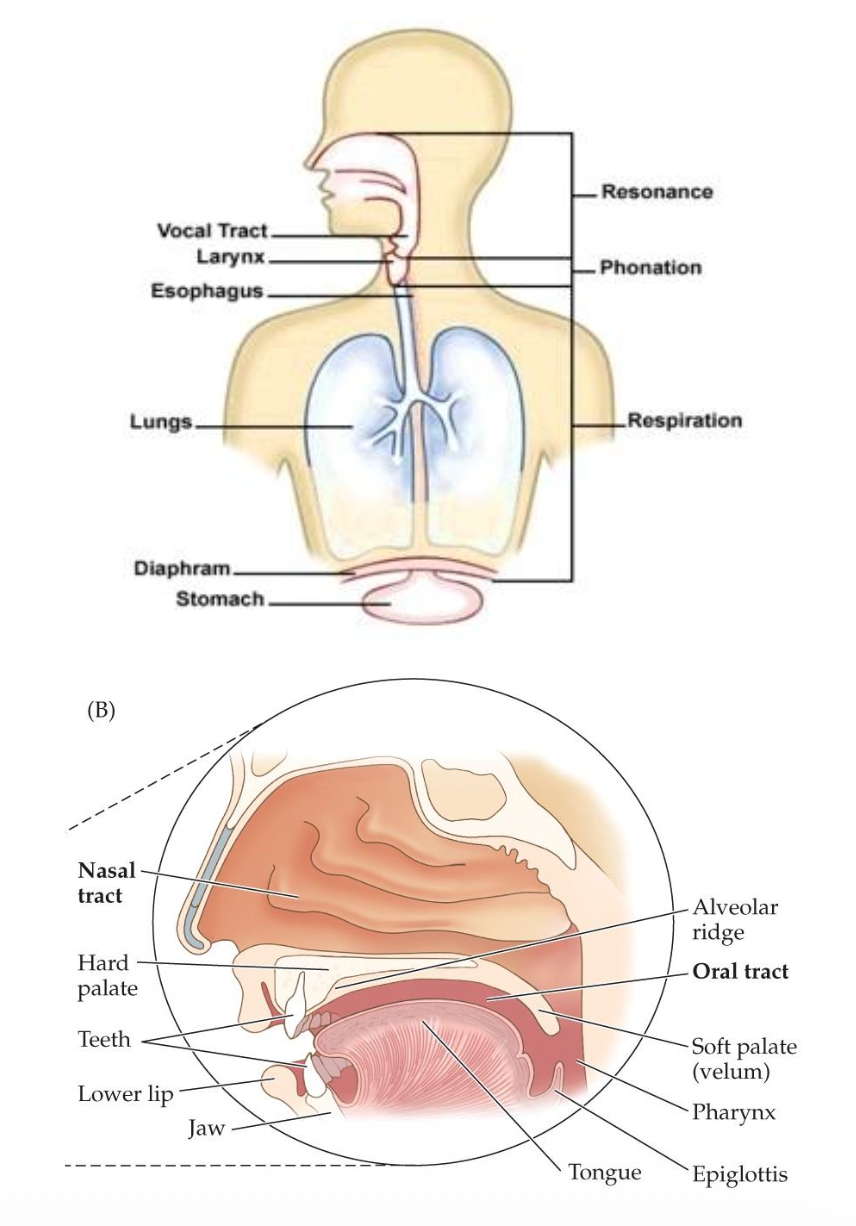<p><u>Speech Production: Respiration, Phonation, &amp; Articulation</u></p><p class="p2">Resonance occurs when ?.</p><p class="p2">• Humans modify resonance by shifting the ?,?,?,?</p><p class="p2">• This shapes the ? for every sound.</p><p class="p2">• Different shapes = __.</p><p class="p2">• Especially important for ? and voiced sounds.</p><p class="p2">• Core to identifying __ across talkers.</p>