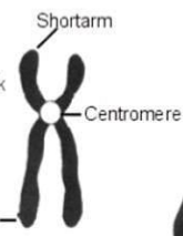<p>Which type of chromosome is it?</p>