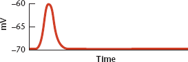 <p><span>With a slightly stronger depolarizing current, the potential rises slightly higher but again returns to the resting level</span></p>