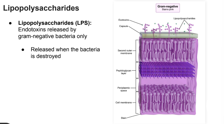 <p>LPS:</p><p><strong>Endotoxins </strong>released by gram-negative bacteria only</p><ul><li><p><strong>Released </strong>when the bacteria is<strong> destroyed</strong></p></li></ul><p></p>