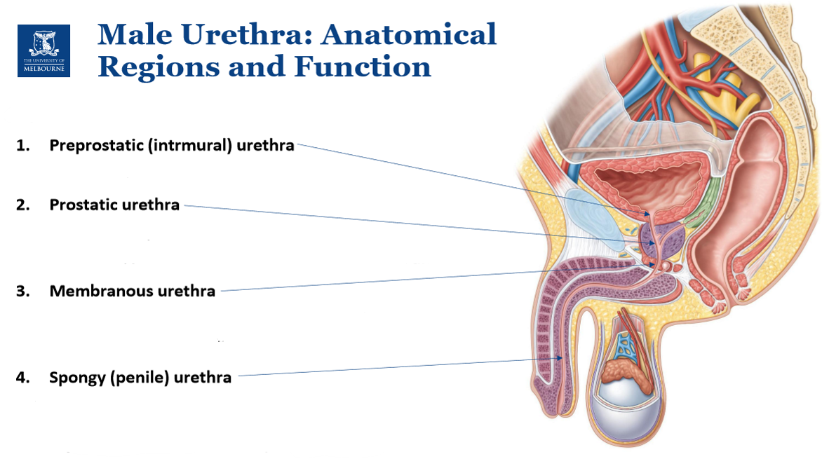 <ul><li><p>Surrounded by <strong>external urethral sphincter</strong></p></li><li><p>Important for <strong>voluntary control of urination</strong></p></li></ul><p></p>