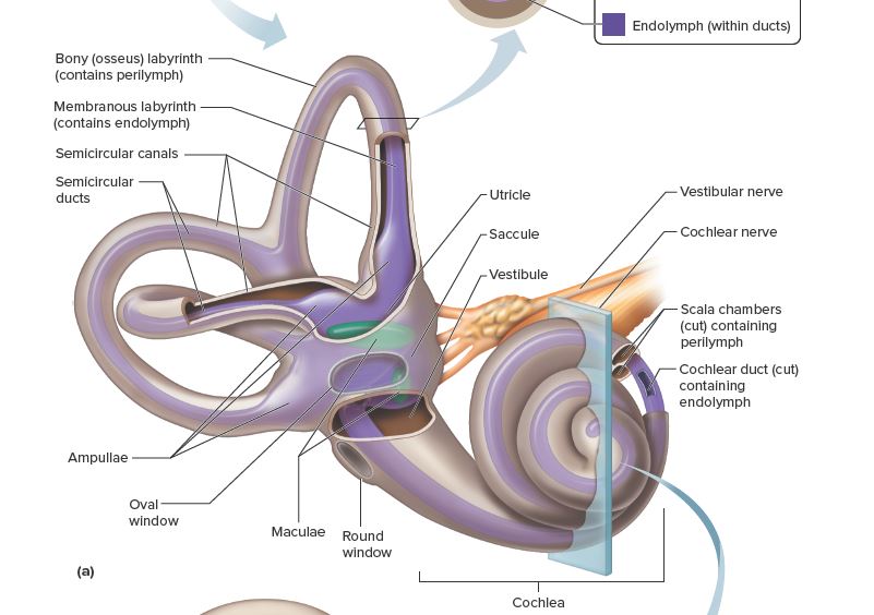 <p>Membranous labyrinth (contains endolymph)</p>