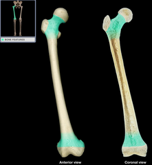 <p>Where Diaphysis and Epiphysis meet</p>