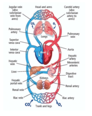 <p>They return blood to the heart</p>