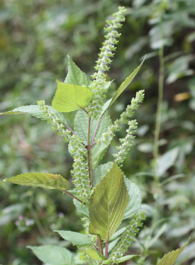 <p>Perilla frutescens</p>